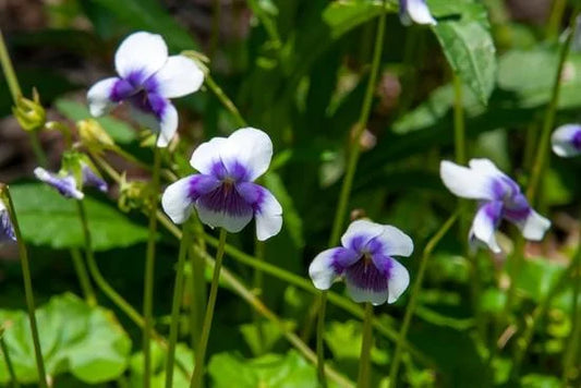 Viola hederacea ‘Native Violet’ 14cm