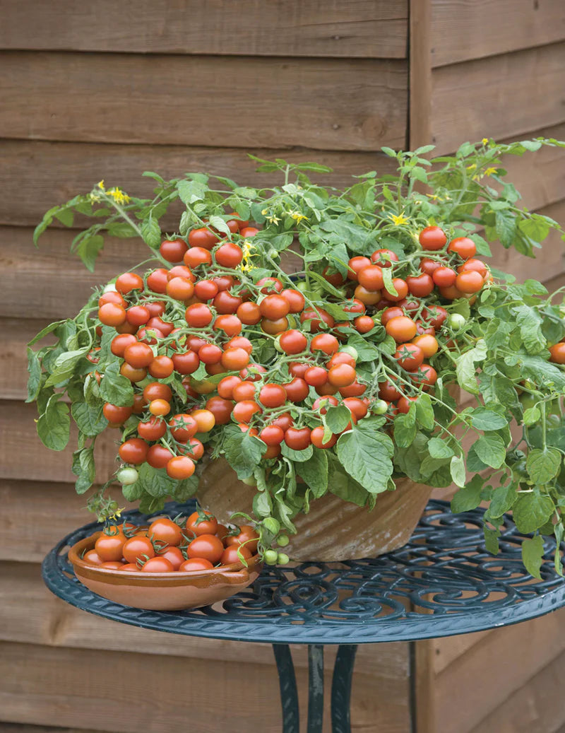 Tomato Cherry Falls 10 Seeds