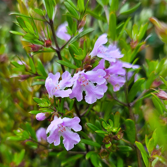 Westringia 'Violet Skies' 14cm