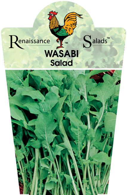 Wasabi Salad Greens 95mm