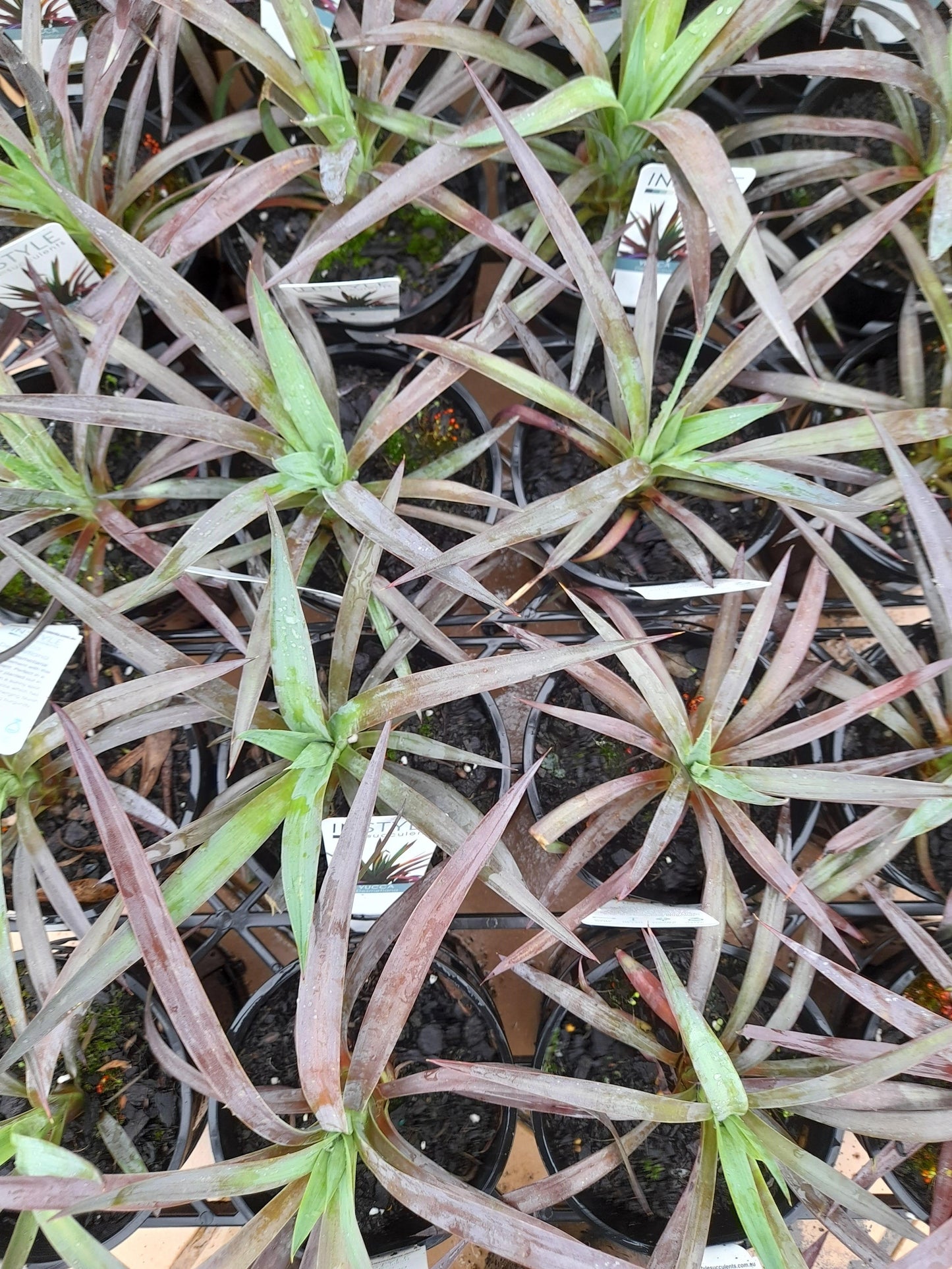 Yucca desmetiana Spellbound 18cm