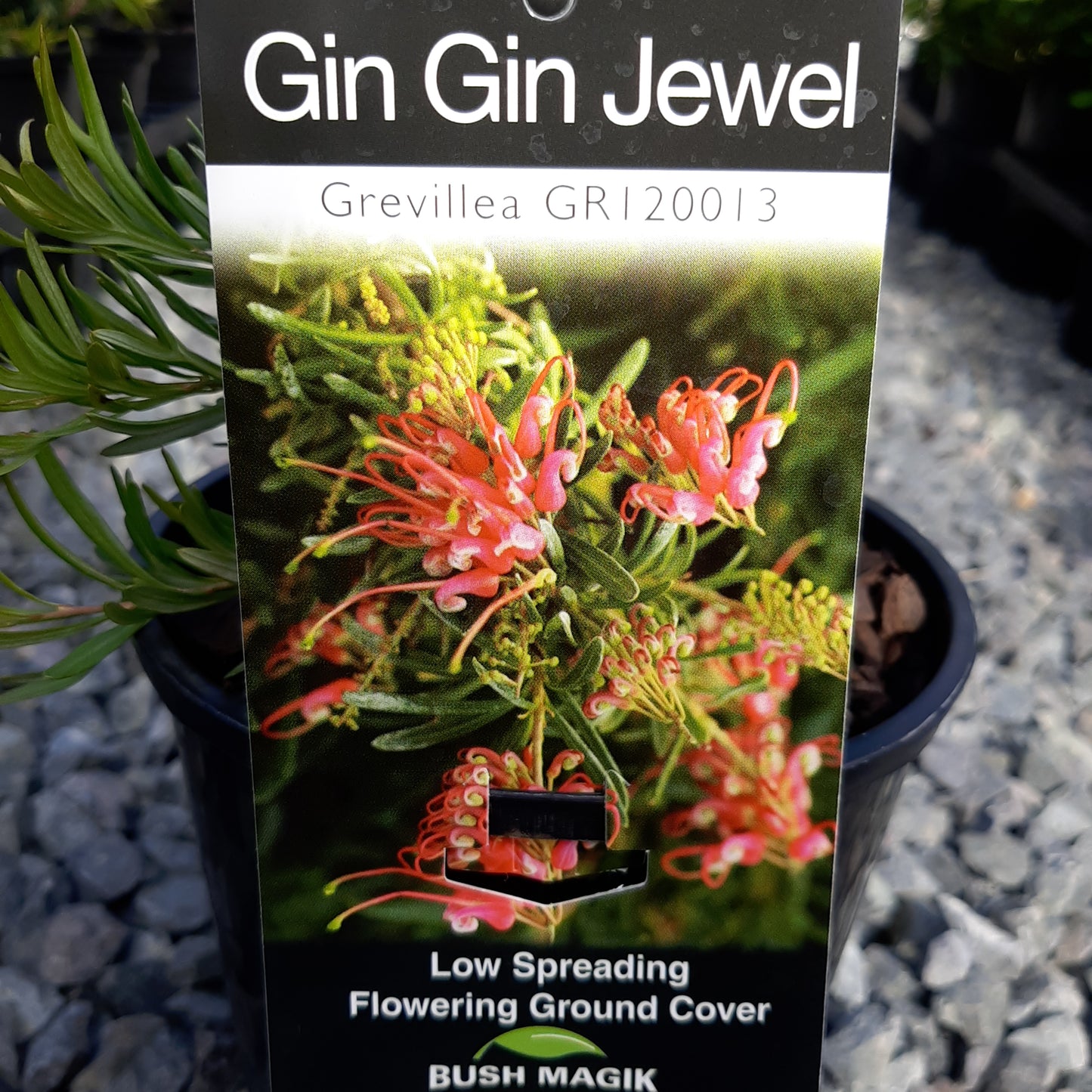 Grevillea 'Gin Gin Jewel' 14cm