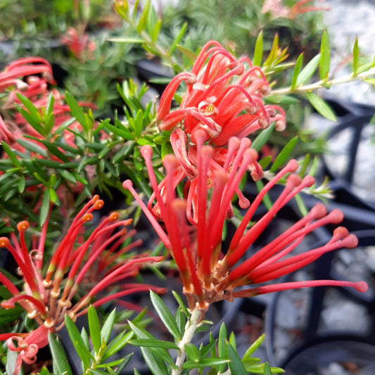 Grevillea juniperina prostrate red form 14cm