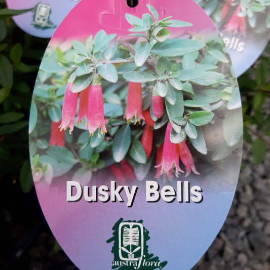 Correa 'Dusky Bells' 20cm