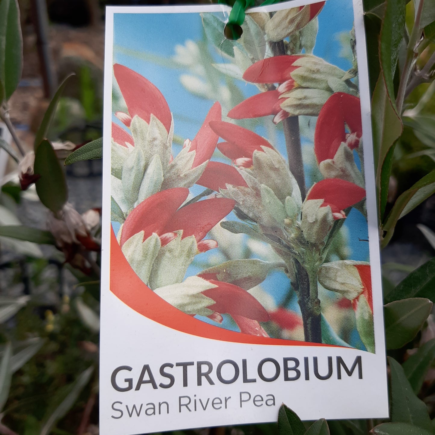 Gastrolobium celsianum ‘Swan River Pea’ 20cm