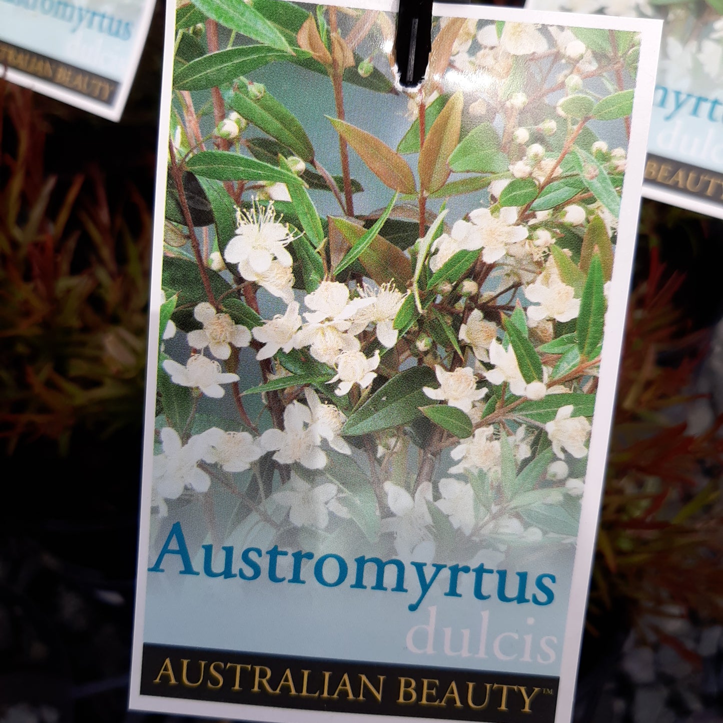 Austromyrtus dulcis 14cm