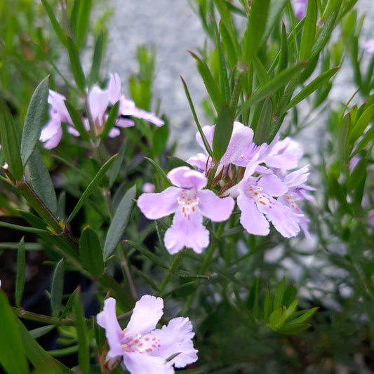 Westringia 'Mauve Skies' 14cm