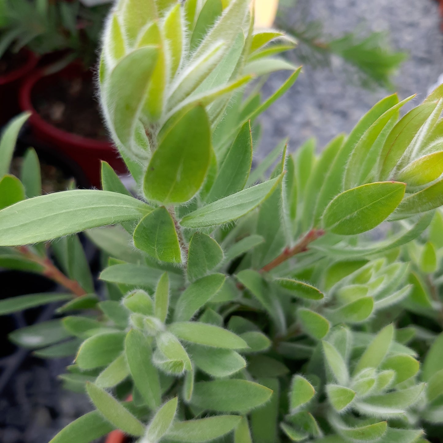 Callistemon viminalis 'Better John' 20cm