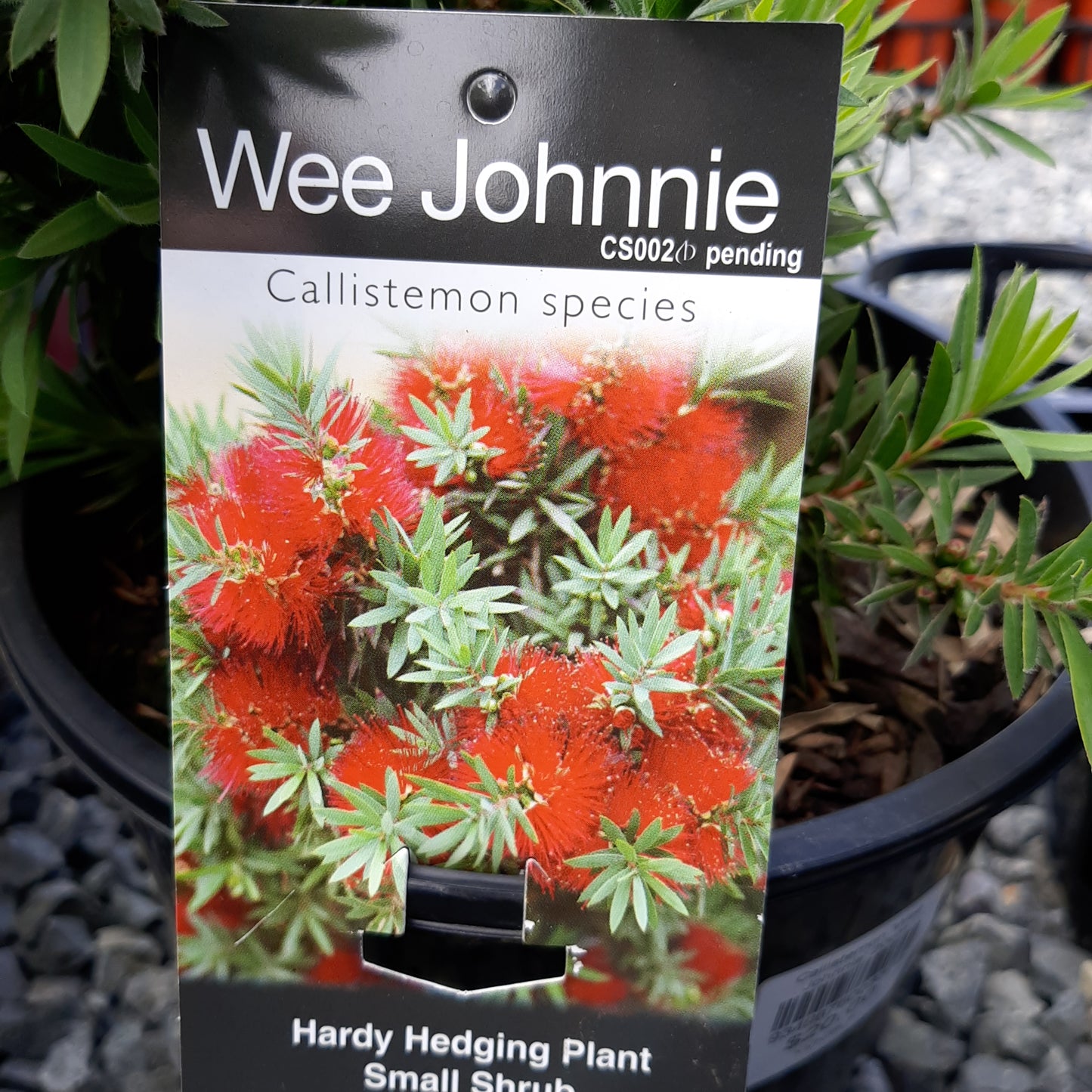 Callistemon 'Wee Johnnie' 20cm