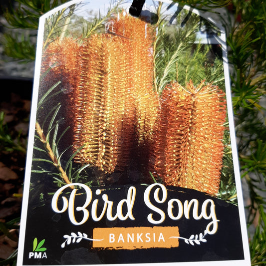 Banksia 'Bird Song' 18/20cm