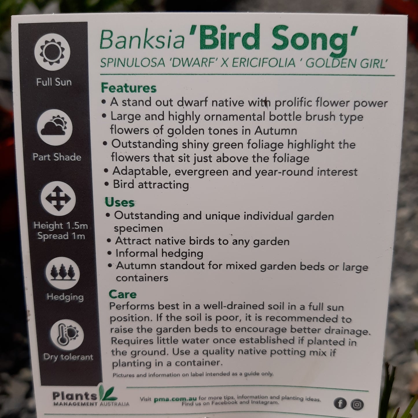 Banksia 'Bird Song' 18/20cm