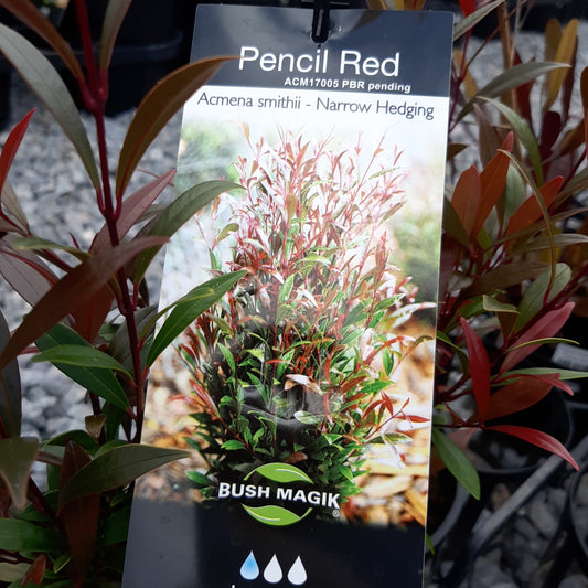 Acmena smithii 'Pencil Red' 14cm