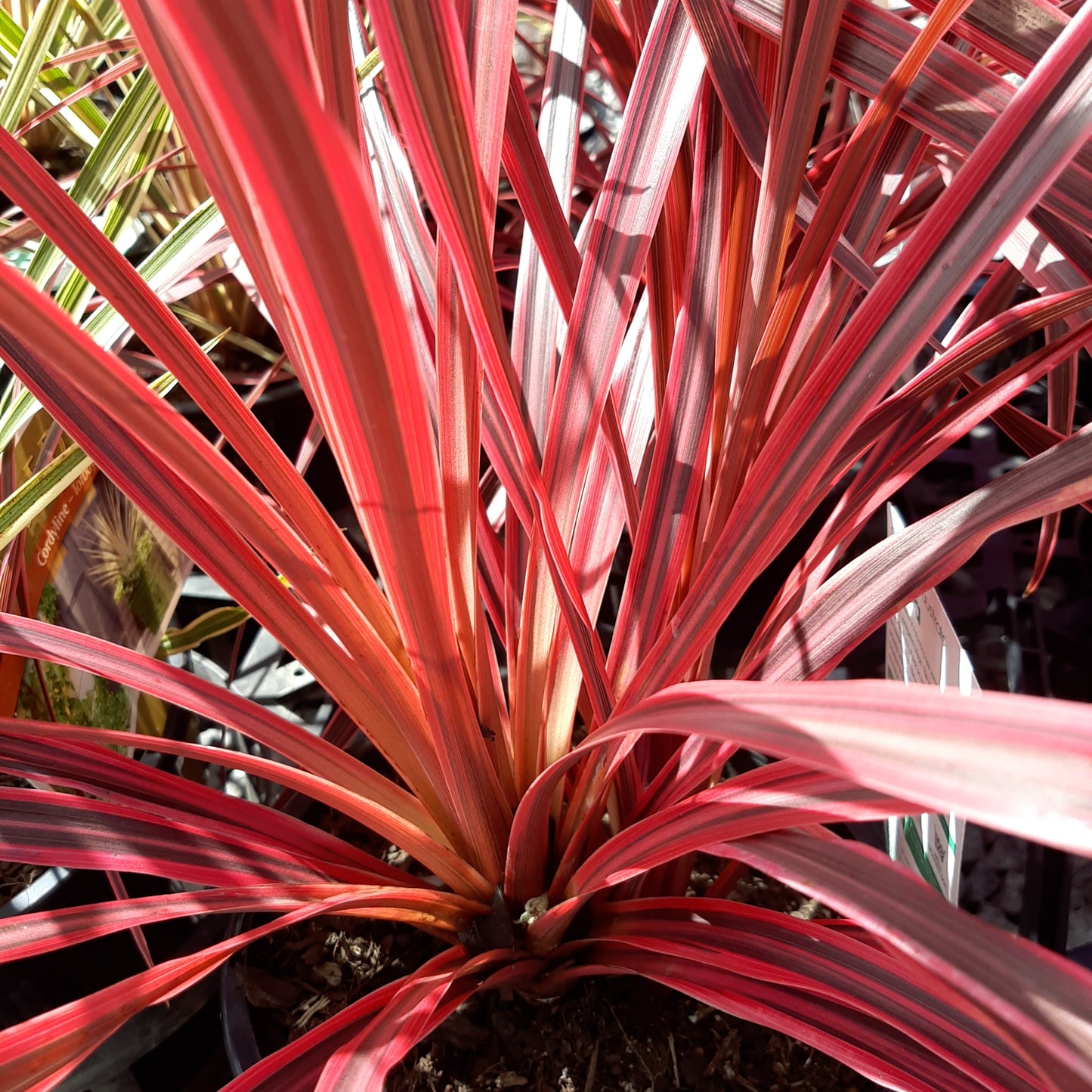 Cordyline ‘Salsa’ 14cm