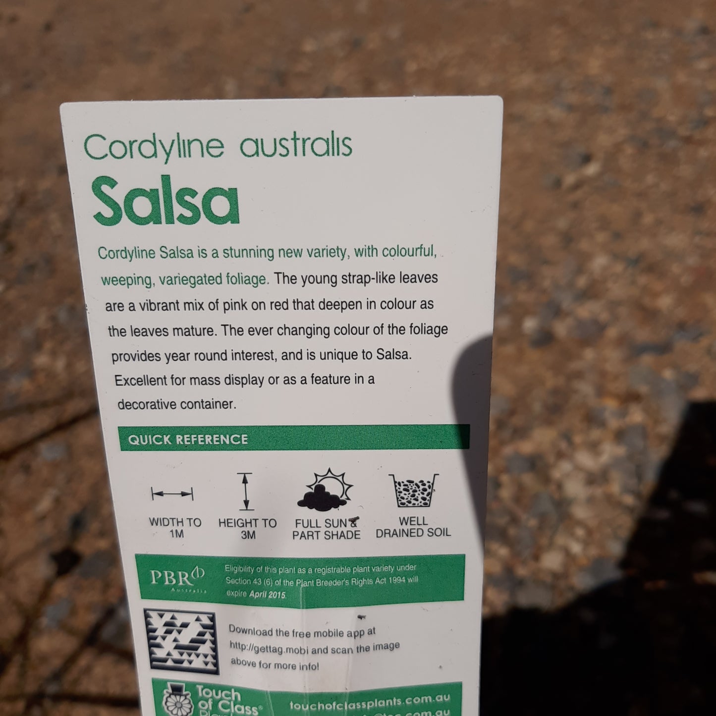 Cordyline ‘Salsa’ 14cm