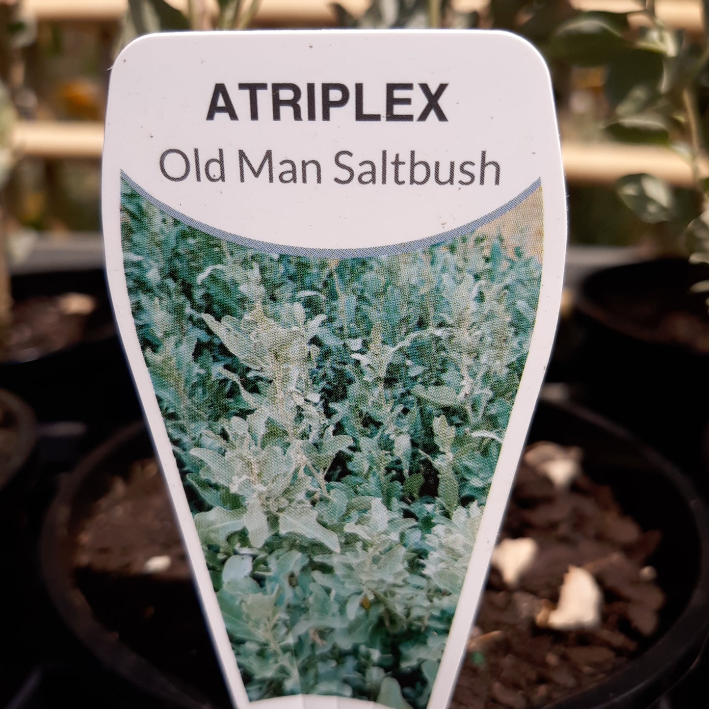 Atriplex 'Old Man Saltbush' 14cm