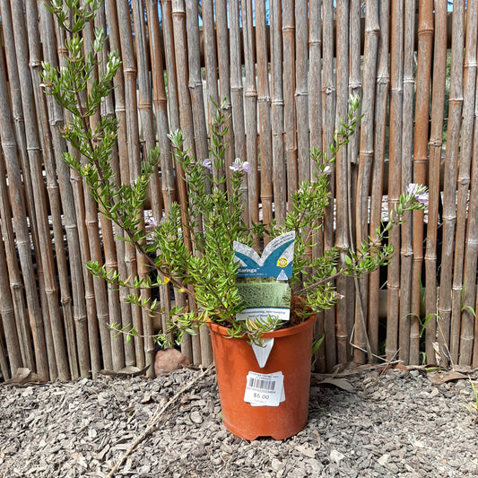 Westringia 'Naringa' 20cm SECONDS