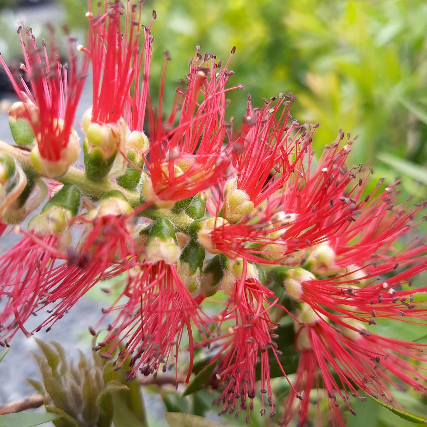 Callistemon 'Saint Mary McKillop' 25cm