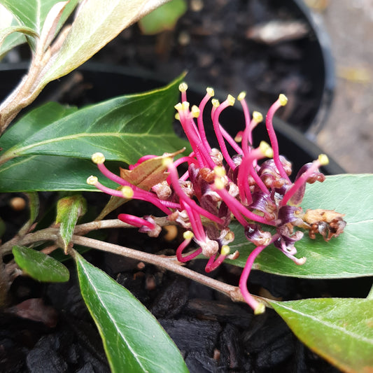 Grevillea 'Bedspread' 14cm