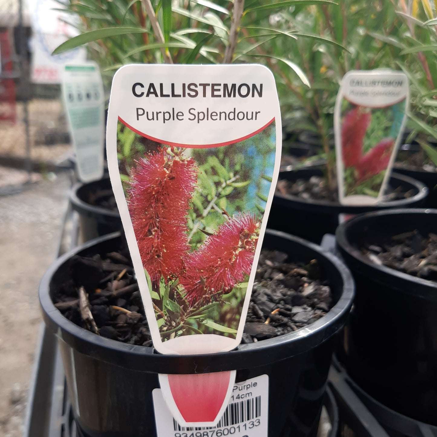 Callistemon 'Purple Splendour' 14cm