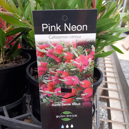 Callistemon 'Pink Neon' 20cm