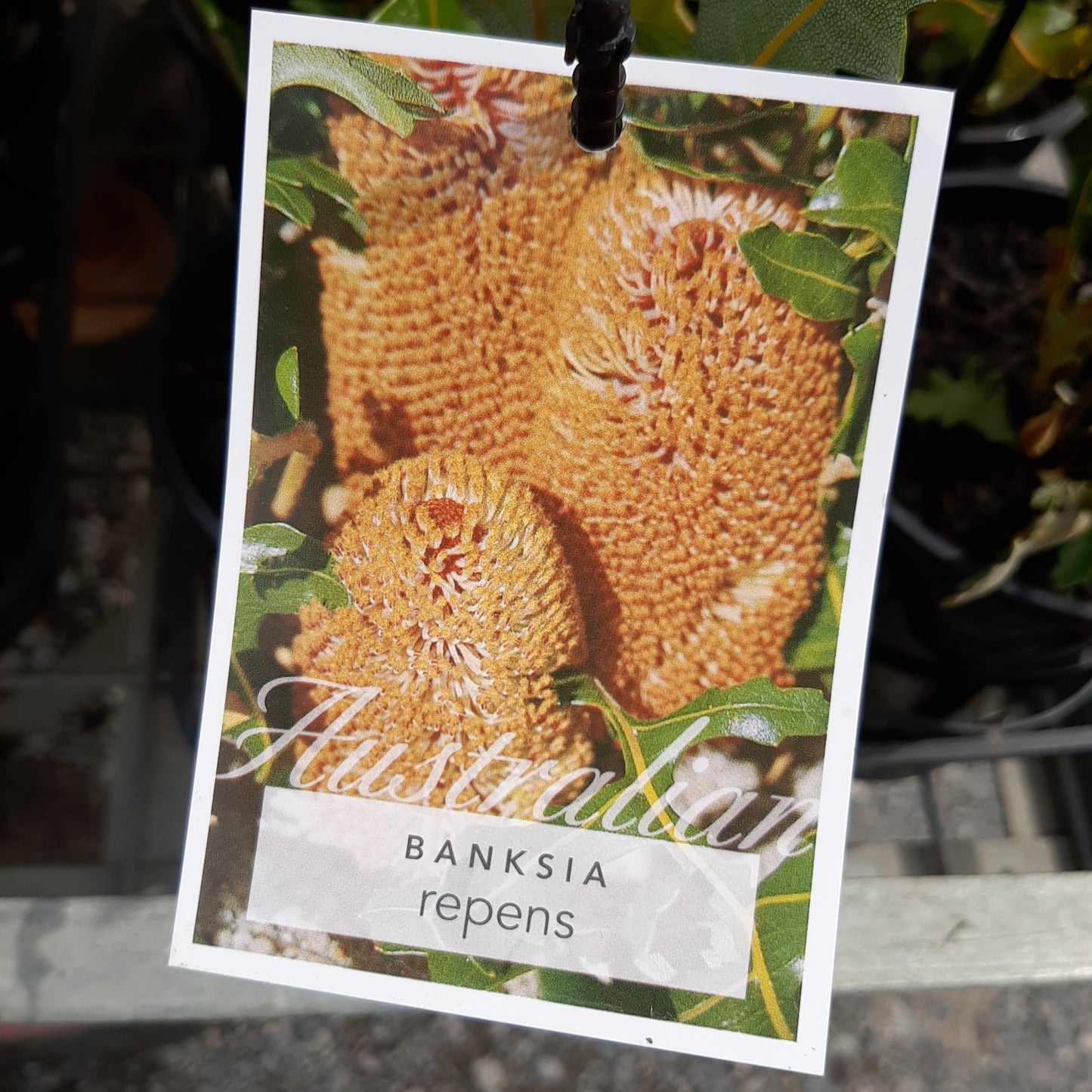 Banksia repens 14cm