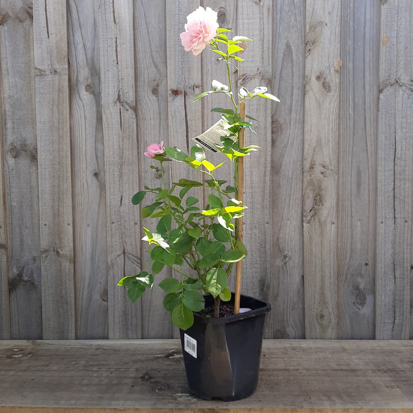 Rose 'Radox Bouquet' Hybrid Tea 20cm