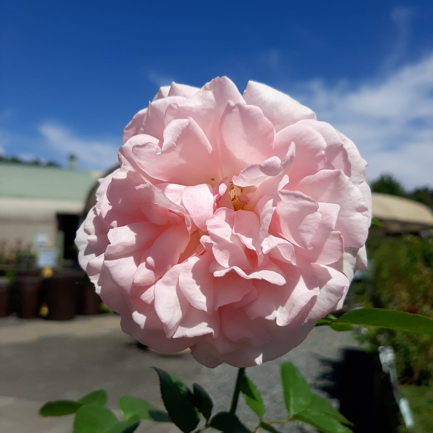 Rose 'Radox Bouquet' Hybrid Tea 20cm