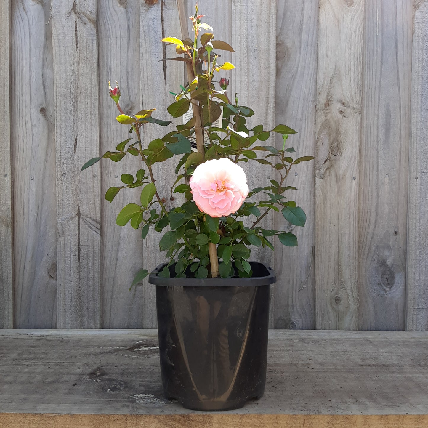 Rose 'Sexy Rexy Rose' 20cm – Yarra View Garden Centre
