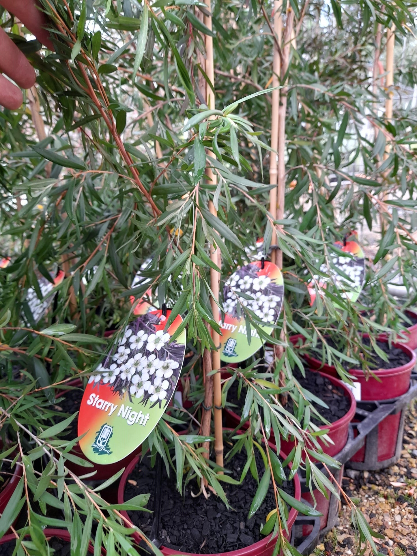 Leptospermum obovatum 'Starry Night' 20cm