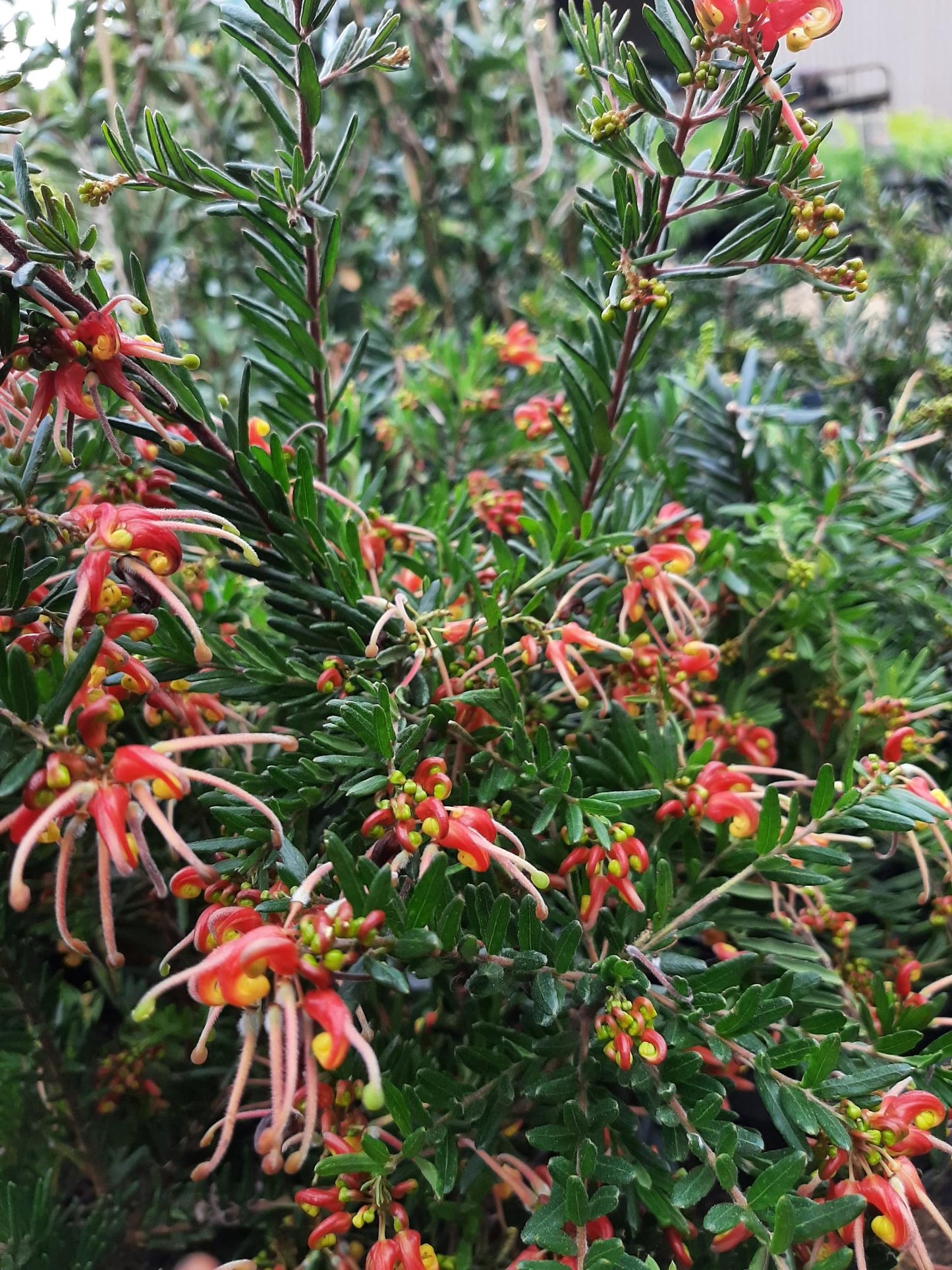 Grevillea 'Winter Flame' 14cm