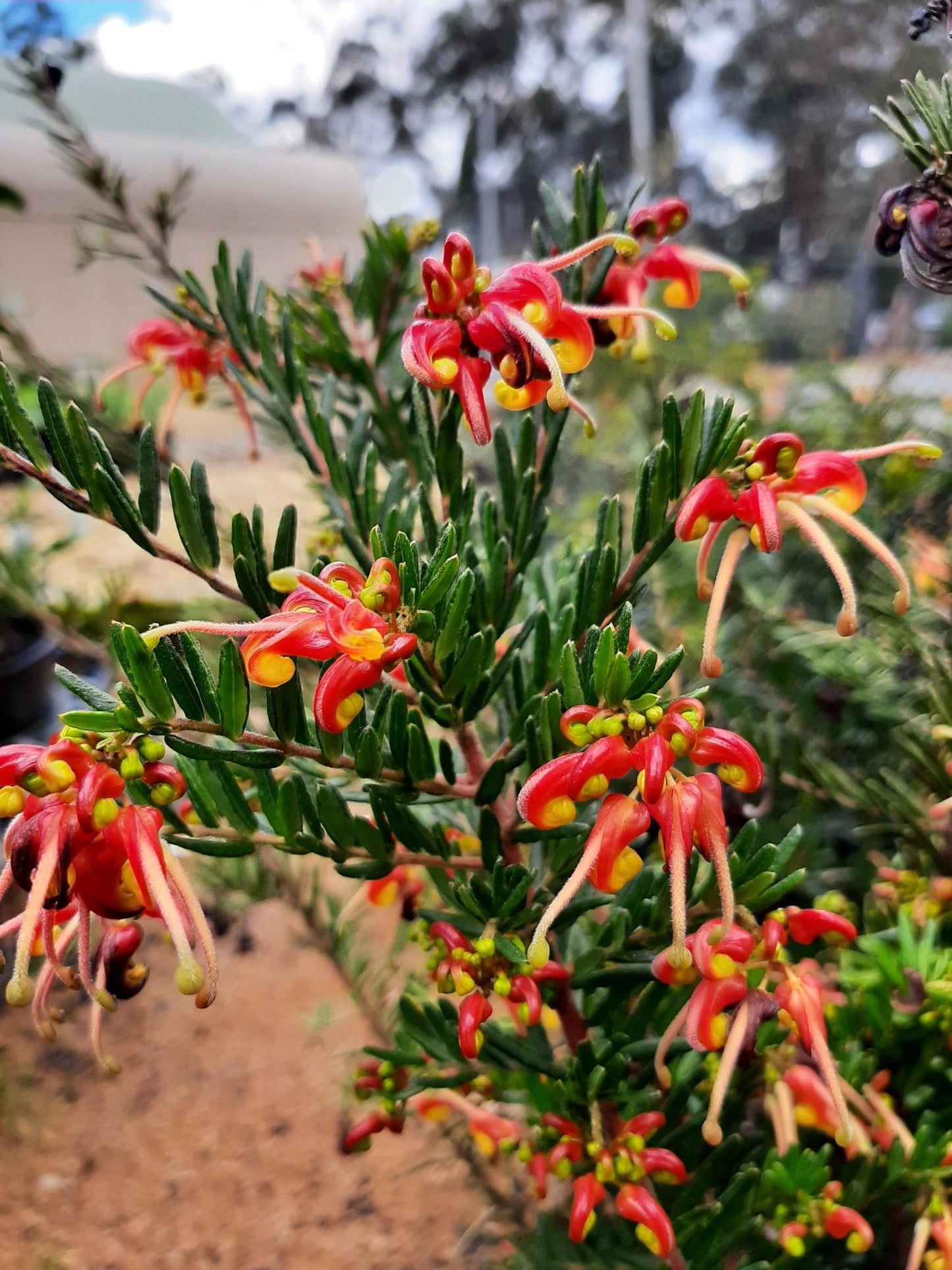 Grevillea 'Winter Flame' 14cm