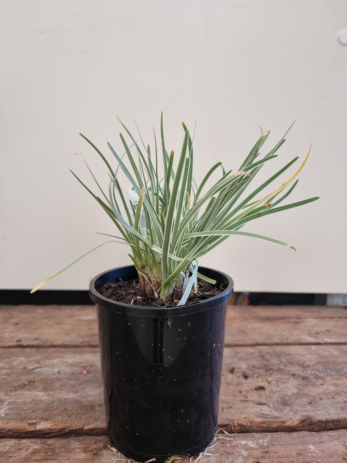 Tulbaghia violacea 'Society Garlic' 14cm