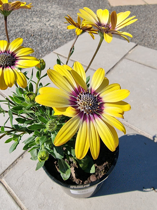 Osteospermum 'Blue eyed Beauty' 14cm