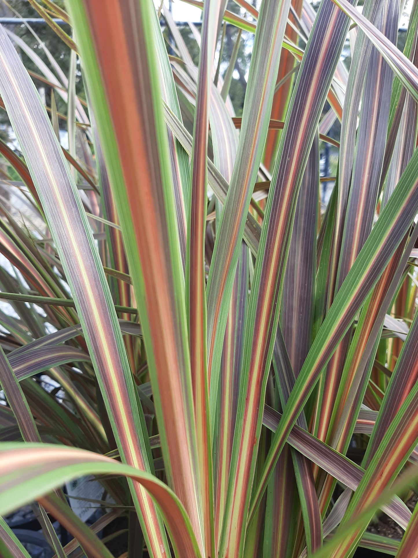 Cordyline 'Electric Star' 18cm