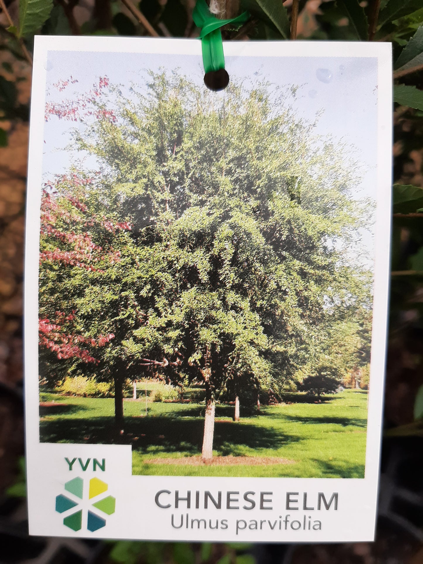 Ulmus parvifolia 'Chinese Elm' 18cm