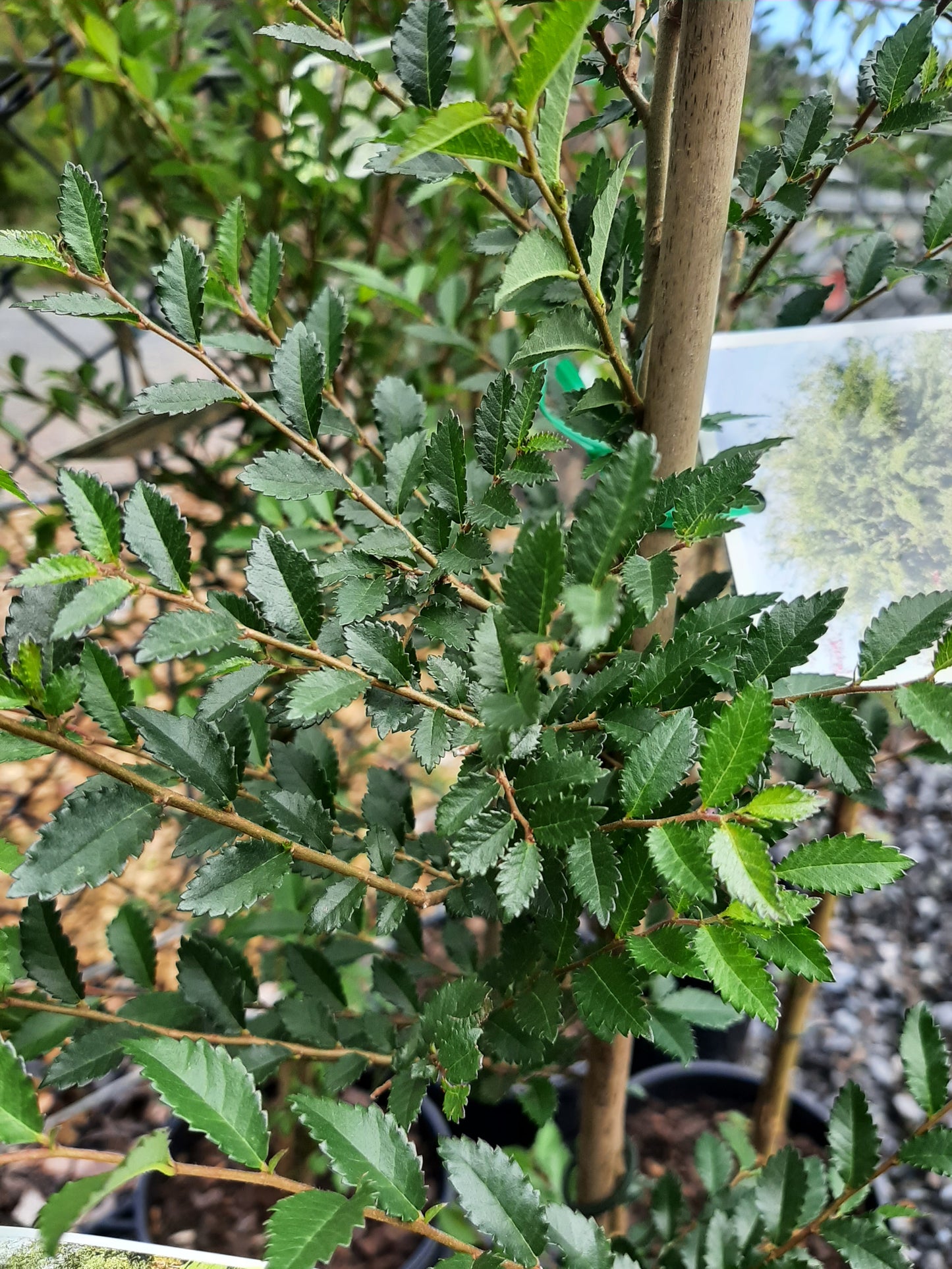 Ulmus parvifolia 'Chinese Elm' 18cm