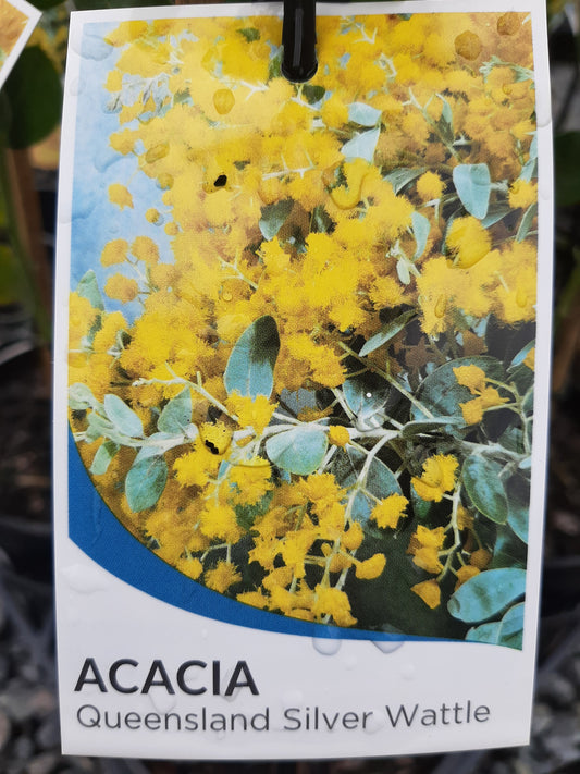 Acacia podalyriifolia 'Queensland Silver Wattle' 20cm
