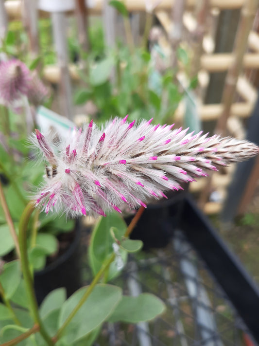 Ptilotus exalatus 'Joey' 14cm