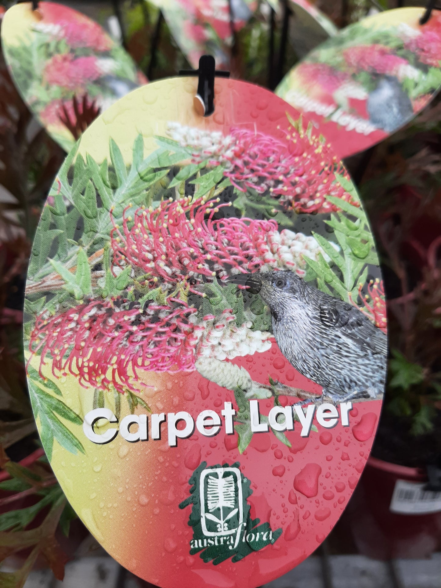 Grevillea 'Carpet  Layer' 14cm