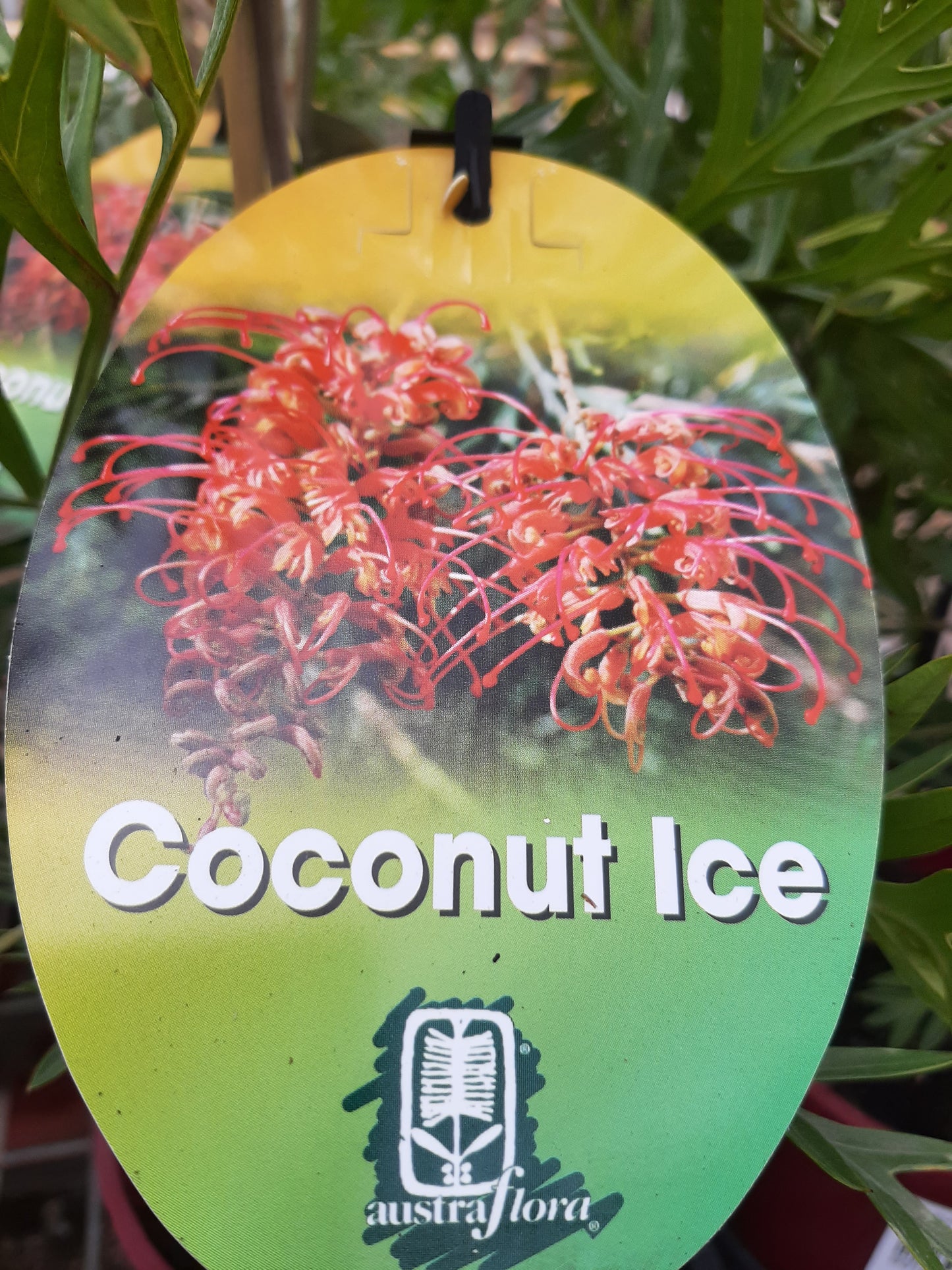 Grevillea 'Coconut Ice' 14cm