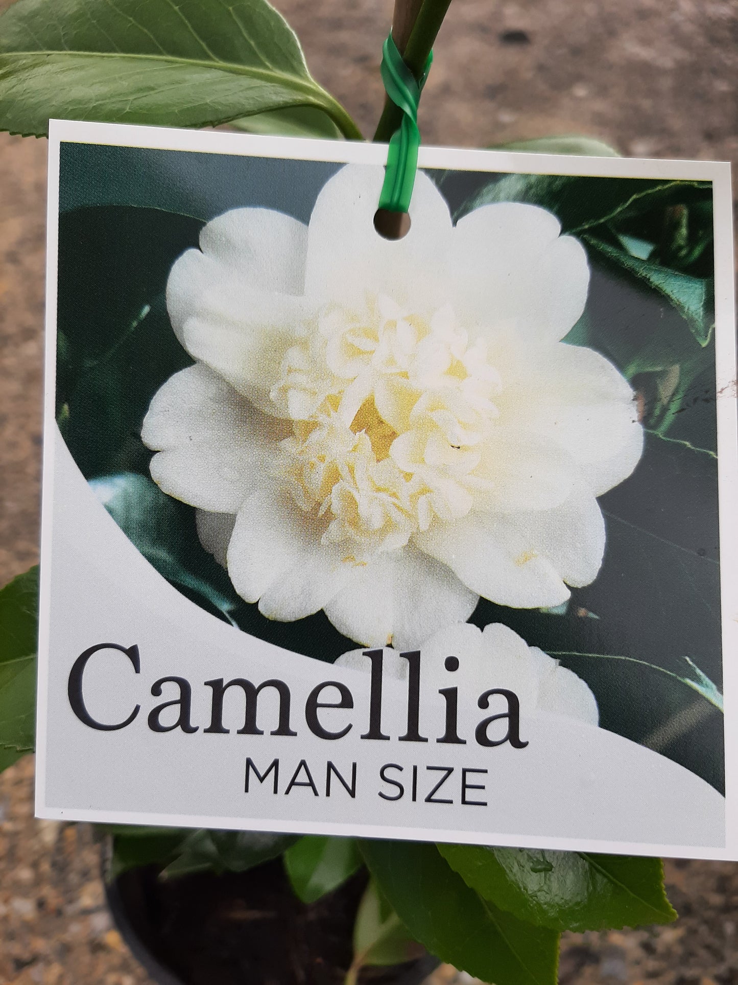 Camellia japonica 'Man Size' 14cm