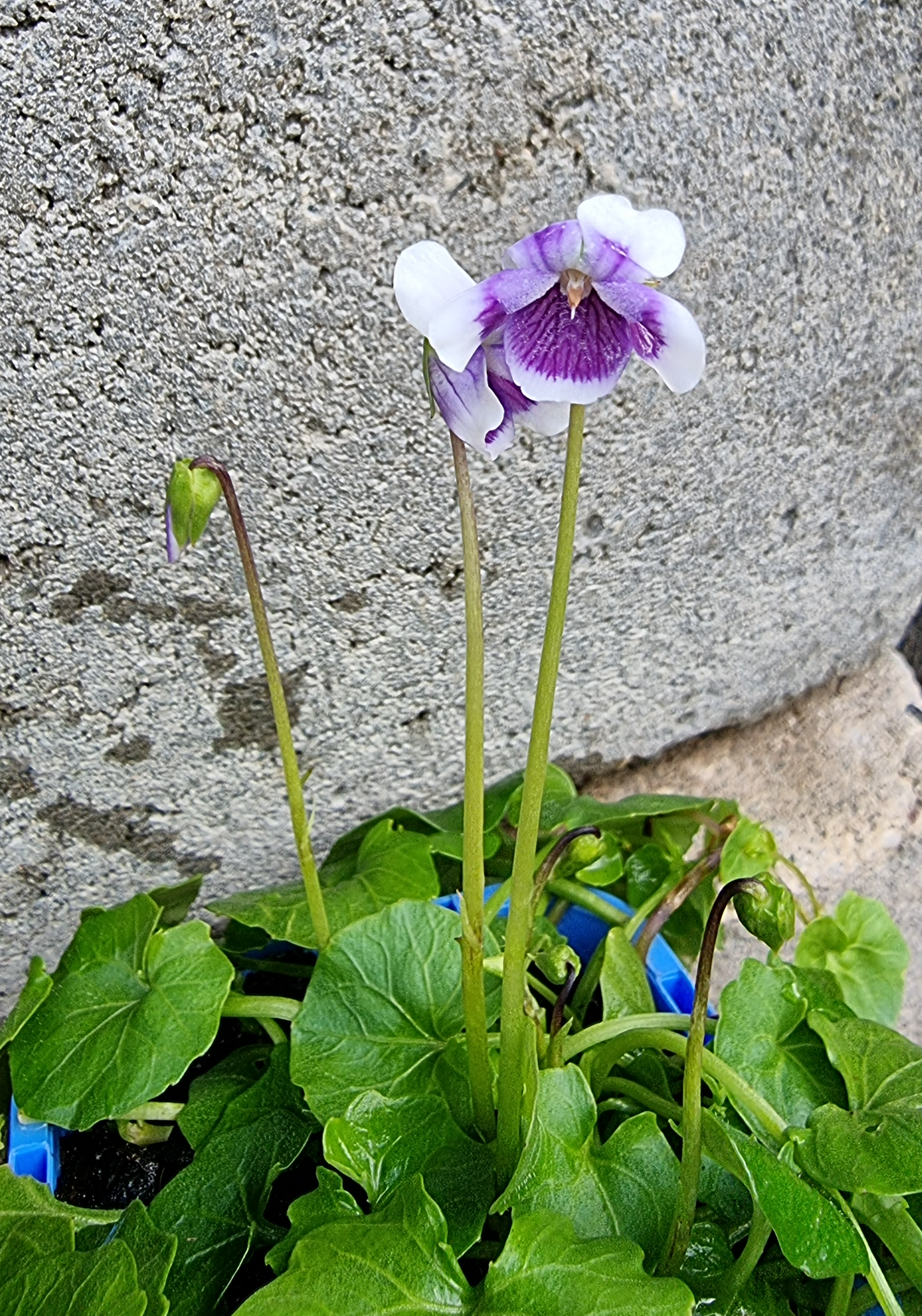 Viola hederacea 7cm