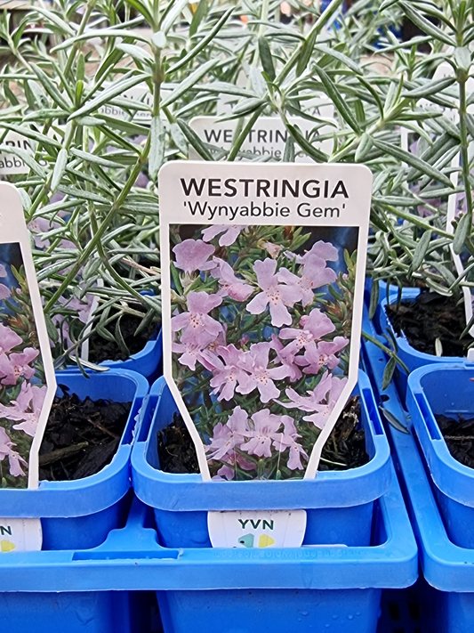 Westringia 'Wynyabbie Gem' 7cm