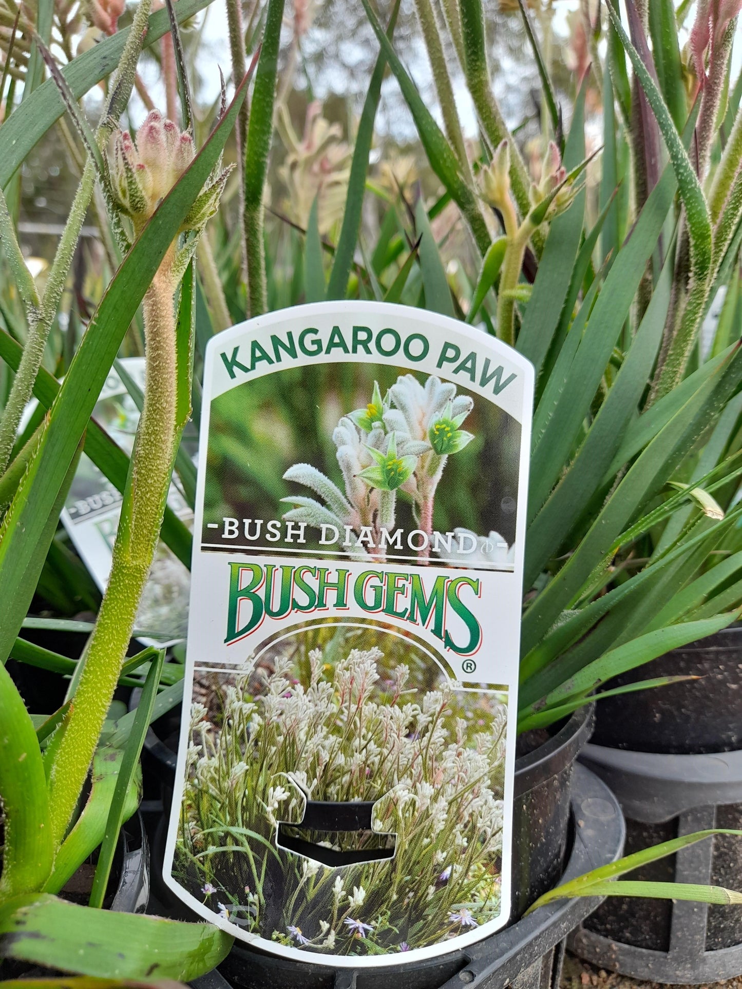 Anigozanthos Kangaroo Paw 'Bush Diamond' 14cm