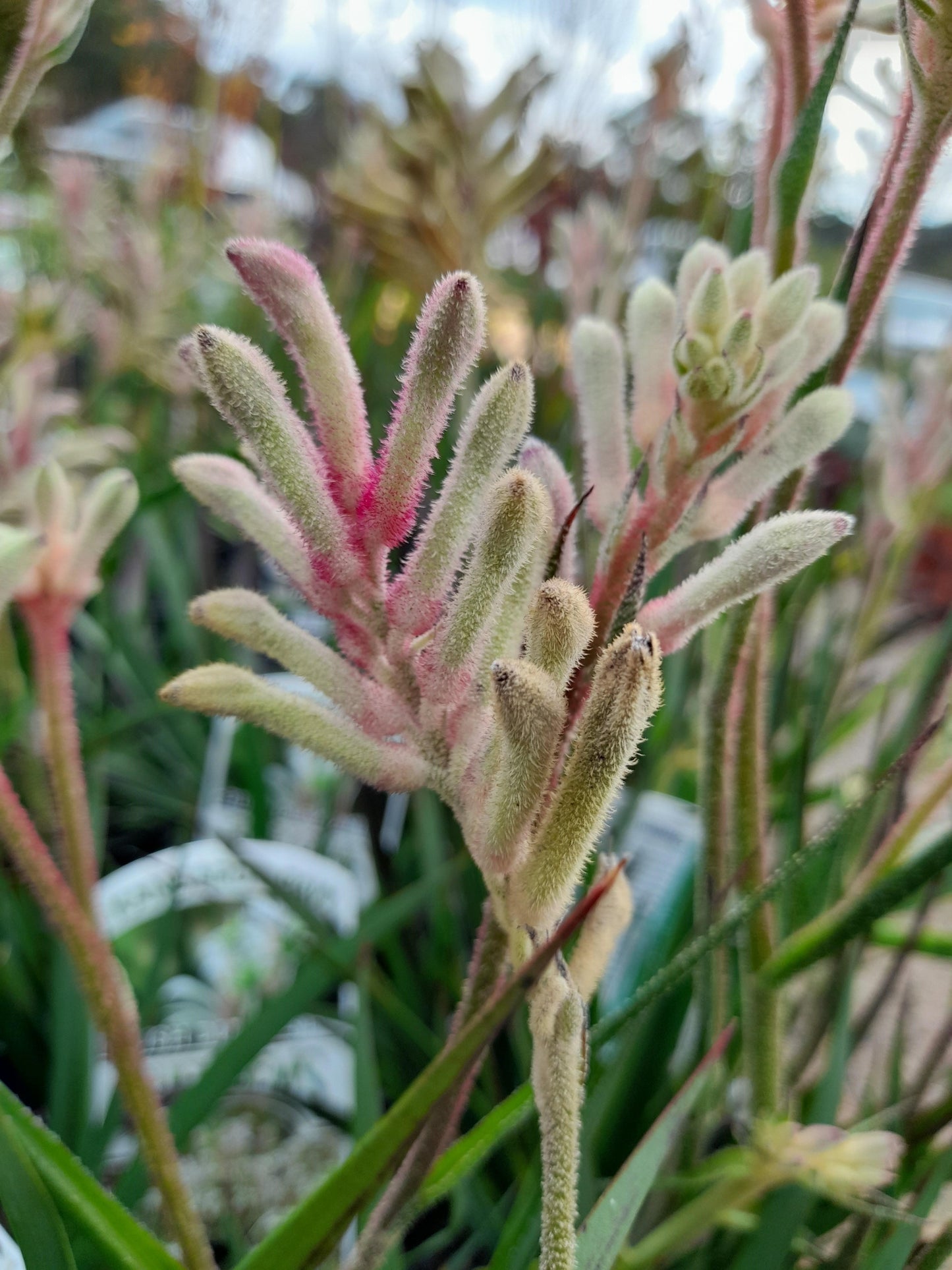 Anigozanthos Kangaroo Paw 'Bush Diamond' 14cm