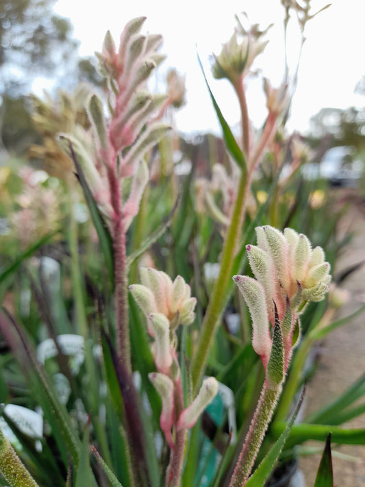 Anigozanthos Kangaroo Paw 'Bush Diamond' 14cm