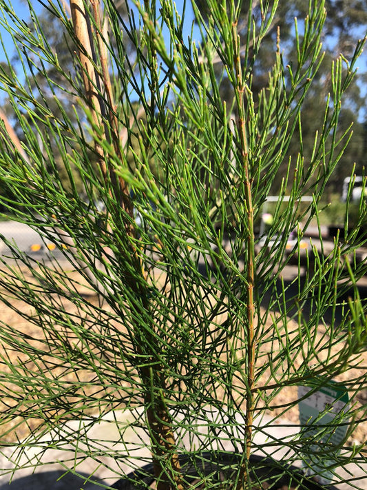 Allocasuarina littoralis 'Black She-oak' 20cm