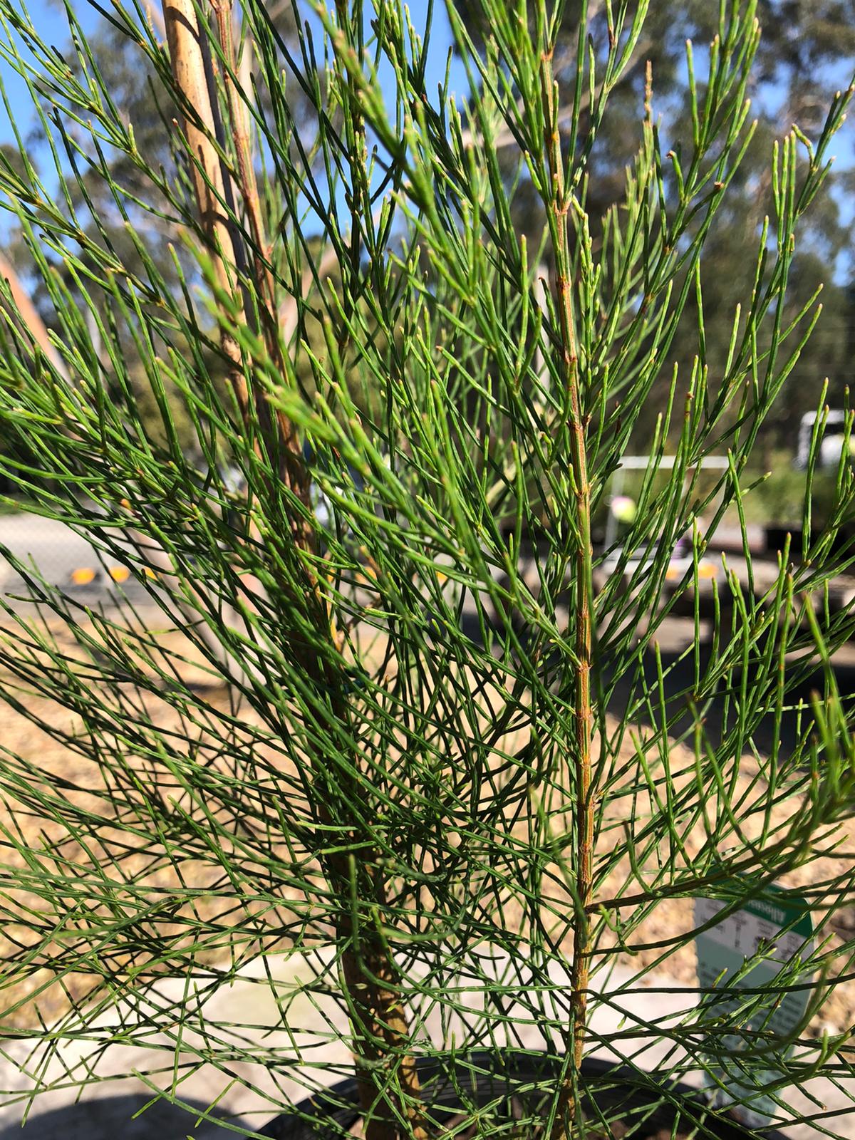 Allocasuarina littoralis 'Black She-oak' 30cm Clearance