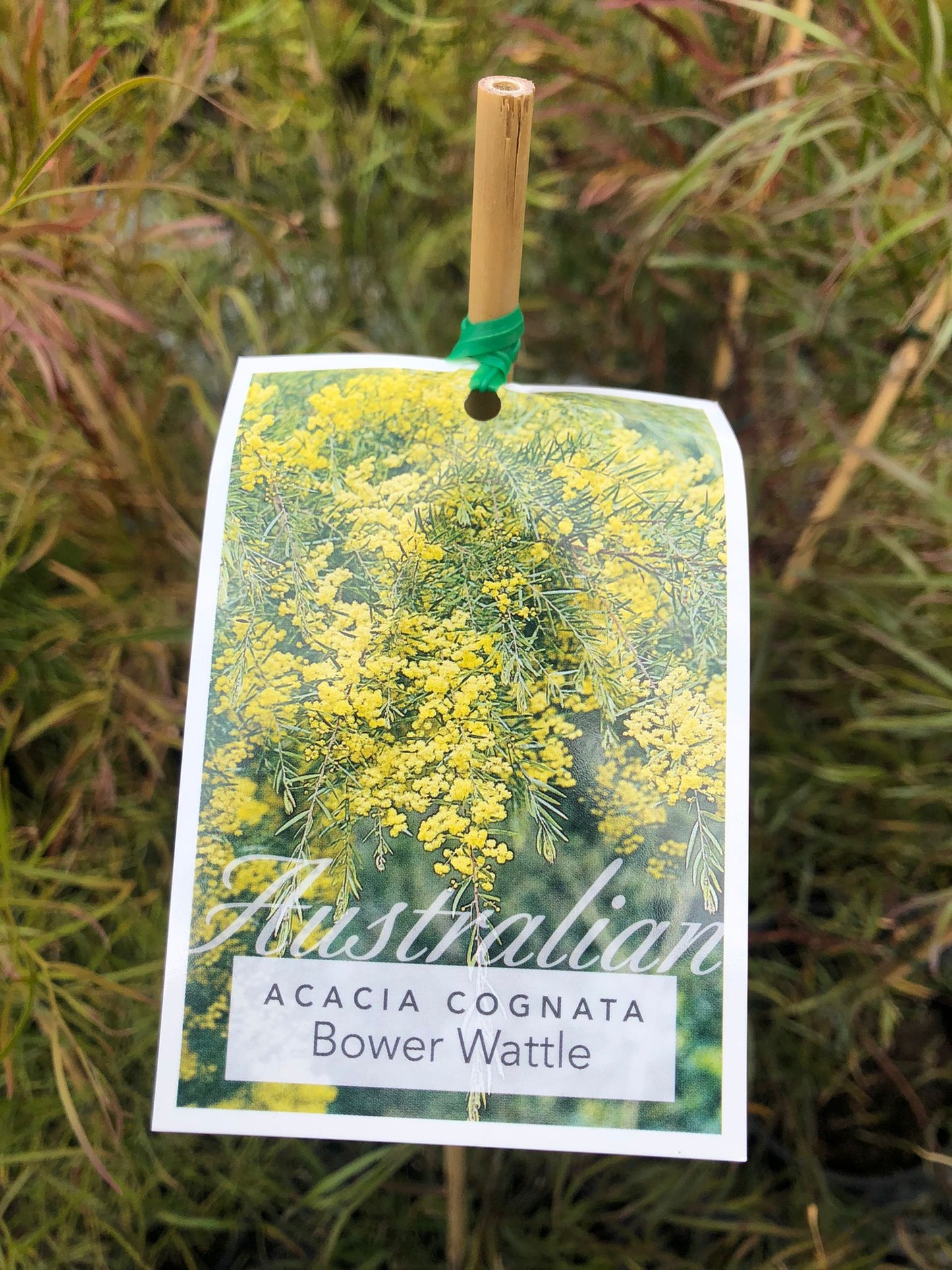 Acacia cognata 'Bower Wattle' 20cm