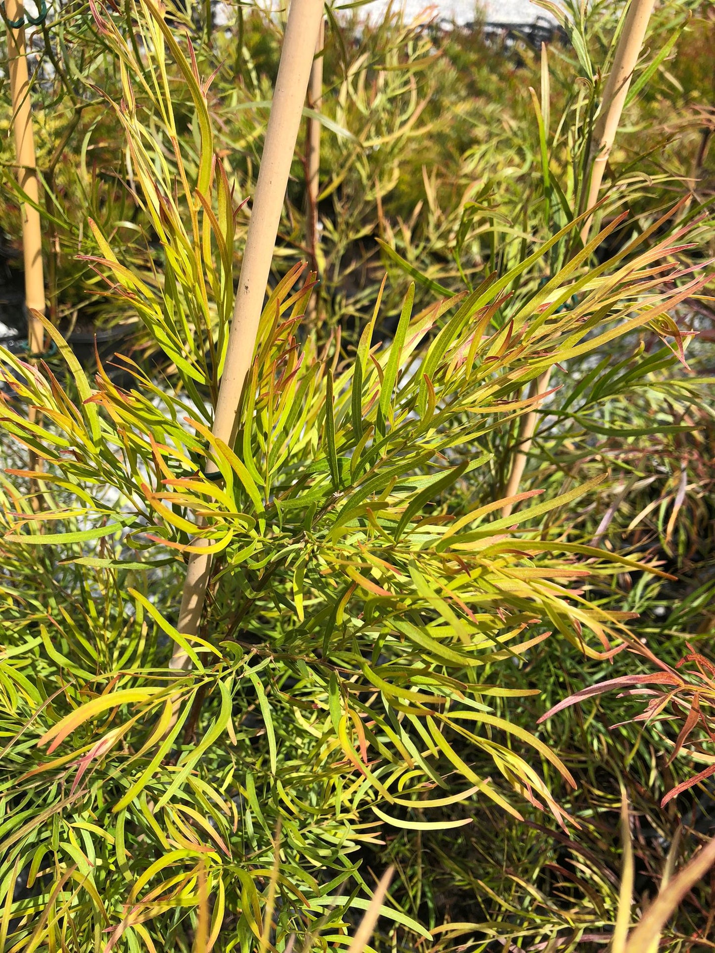 Acacia cognata 'Bower Wattle' 20cm